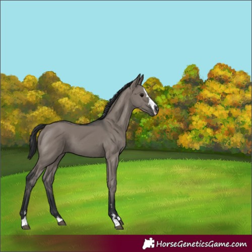 Horse Color:Grullo 