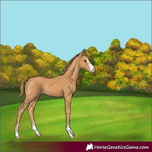 Horse Color:Chestnut 