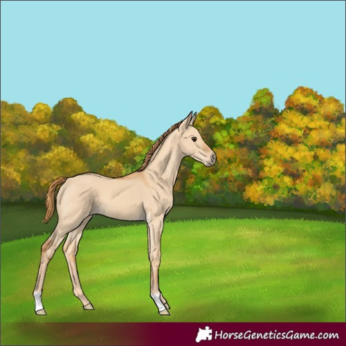 Horse Color:Red Dun 