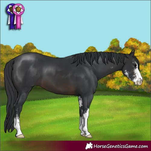 Horse Color:Brown Sabino 