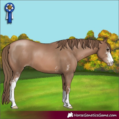 Horse Color:Black Pearl Sabino 