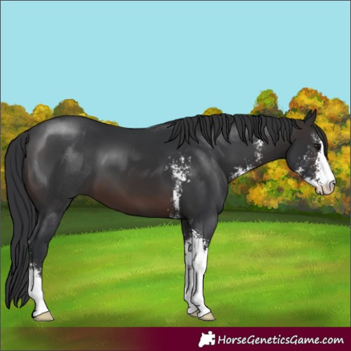 Horse Color:Brown Sabino 