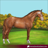 Horse Color:Gray Gold Champagne 