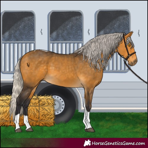 Horse Color:Silver Buckskin Tobiano 