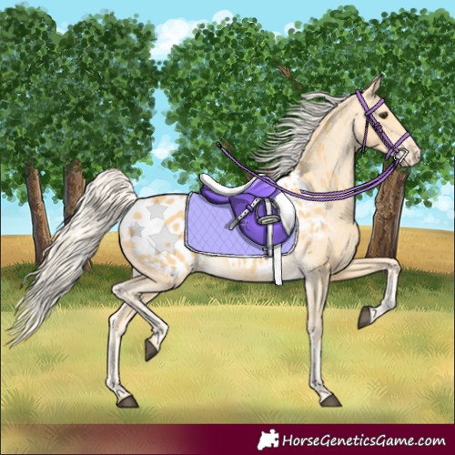Horse Color:Palomino Appaloosa 