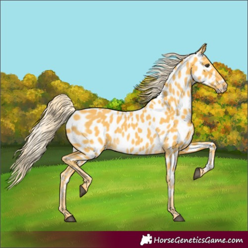 Horse Color:Palomino Near Leopard 