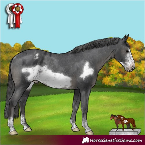 Horse Color:Black Sabino Frame Appaloosa Rabicano 