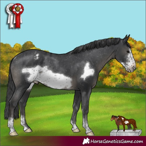Horse Color:Black Sabino Frame Appaloosa Rabicano 