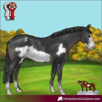 Horse Color:Black Sabino Frame Appaloosa Rabicano 
