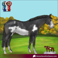 Horse Color:Black Sabino Frame Varnish Rabicano