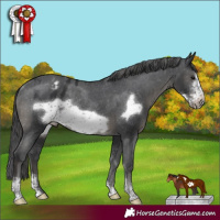 Horse Color:Black Sabino Frame Appaloosa Rabicano