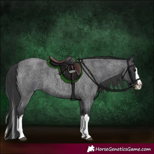 Horse Color:Blue Roan Splash