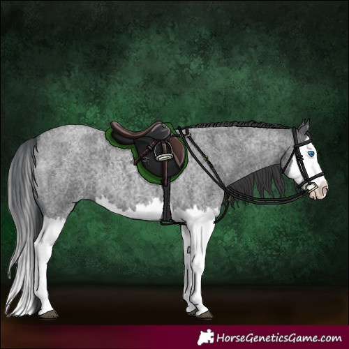 Horse Color:Blue Roan Splash 