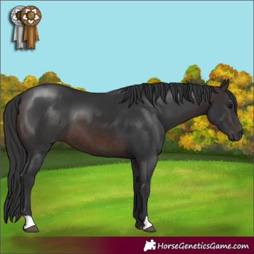 Horse Color:Brown 