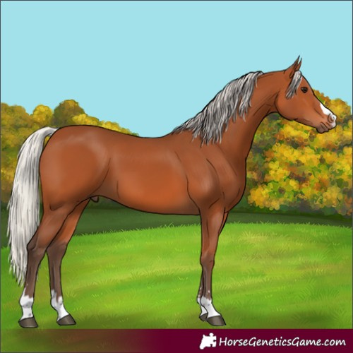 Horse Color:Silver Bay 
