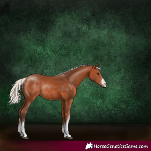 Horse Color:White Spotted Silver Bay Rabicano