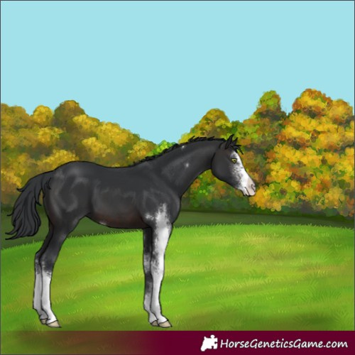 Horse Color:Brown Sabino