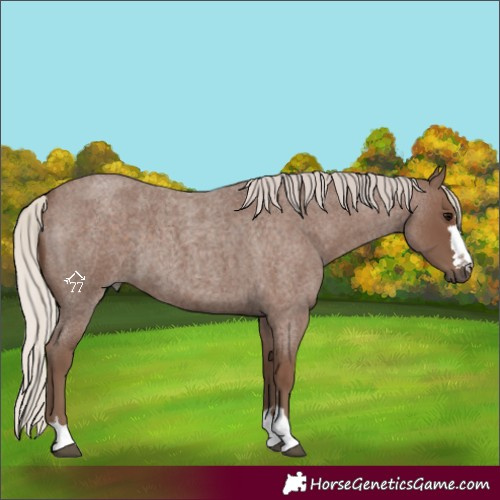 Horse Color:Silver Blue Roan 