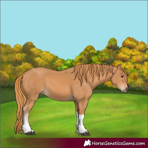 Horse Color:Chestnut Tobiano 