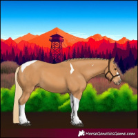 Horse Color:Chestnut Tobiano