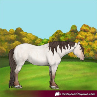 Horse Color:Amber Champagne Roan Dun