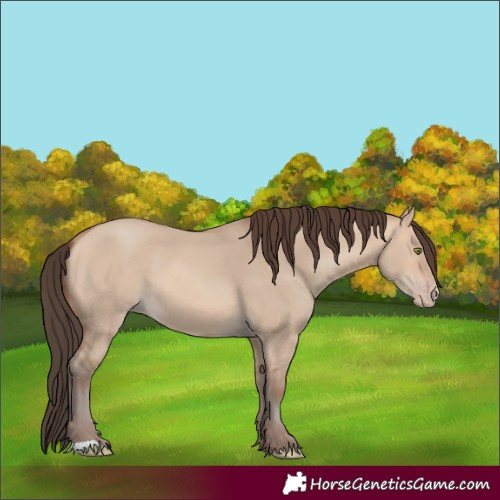 Horse Color:Amber Champagne Dun 