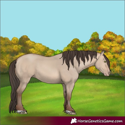 Horse Color:Amber Champagne Dun 