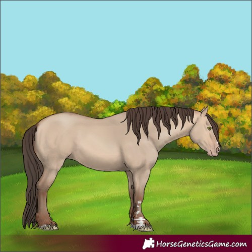 Horse Color:Amber Champagne Dun 