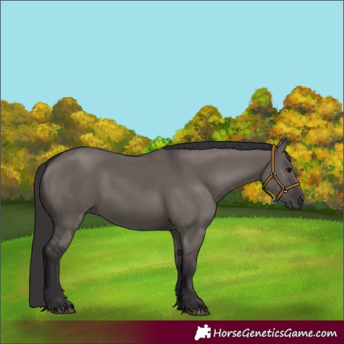 Horse Color:Smoky Grullo