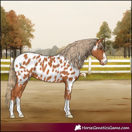 Horse Color:Chestnut Near Leopard 