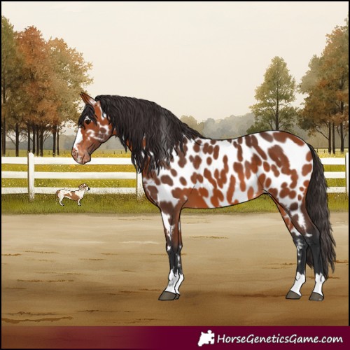 Horse Color:Bay Appaloosa 