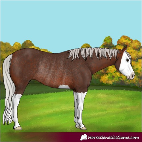 Horse Color:Silver Brown Splash Rabicano