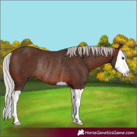 Horse Color:Silver Brown Splash Rabicano 