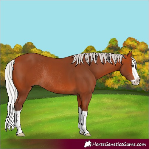 Horse Color:Silver Bay Splash Rabicano 