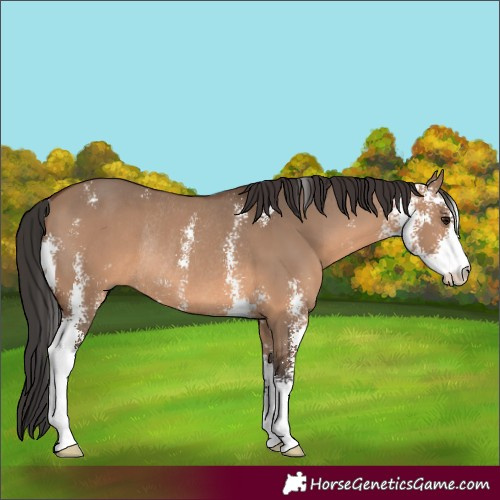 Horse Color:Brown Dun Sabino Rabicano 