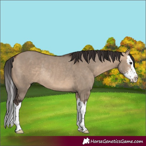 Horse Color:Bay Dun Sabino Splash Rabicano 