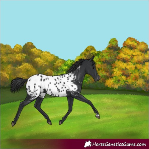 Horse Color:Black Near Leopard