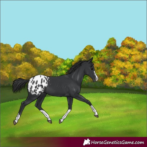 Horse Color:Black Blanket