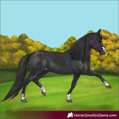 Horse Color:Black Varnish 
