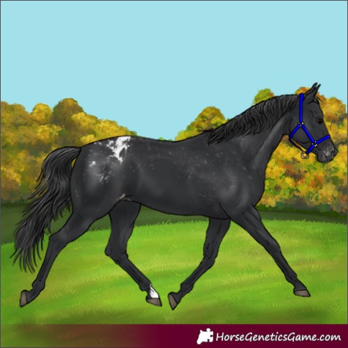 Horse Color:Black Blanket 