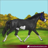 Horse Color:Black Splash Frame