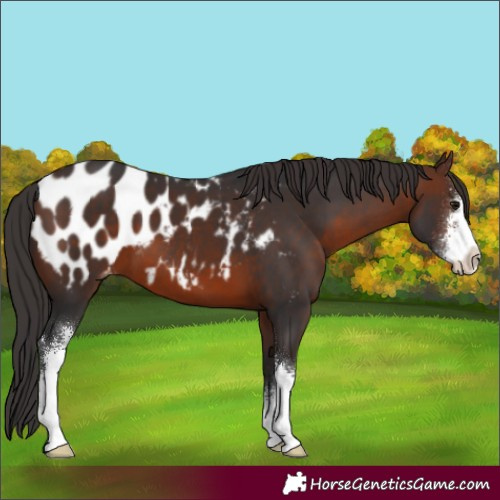 Horse Color:Brown Sabino Appaloosa 