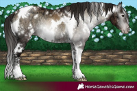 Horse Color:Gray White Spotted Classic Champagne Ice Onyx Tobiano 