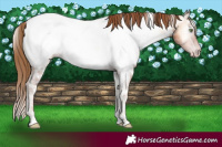 Horse Color:Gray White Spotted Gold Champagne Ice Pearl Onyx Appaloosa 