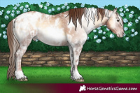 Horse Color:Gray White Spotted Gold Champagne Ice Onyx Appaloosa 