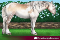 Horse Color:Gray White Spotted Silver Classic Champagne Ice Onyx Tobiano 