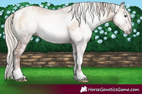 Horse Color:Gray White Spotted Silver Classic Champagne Ice Onyx Tobiano 