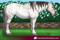 Horse Color:Gray White Spotted Classic Champagne Ice Roan Onyx Near Leopard 
