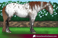 Horse Color:Gray White Spotted Sable Champagne Ice Pearl Onyx Blanket 