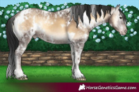 Horse Color:Gray White Spotted Classic Champagne Ice Onyx 